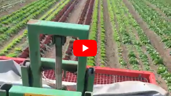 Schweiger-Hof Lollo Rosso & Lollo Bionda