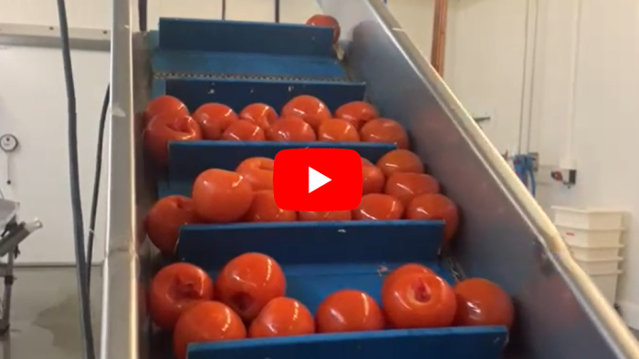 Schweiger-Hof Tomaten schneiden