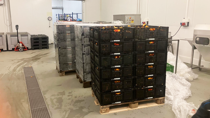 Schweiger-Hof 8 Tonnen Kürbis