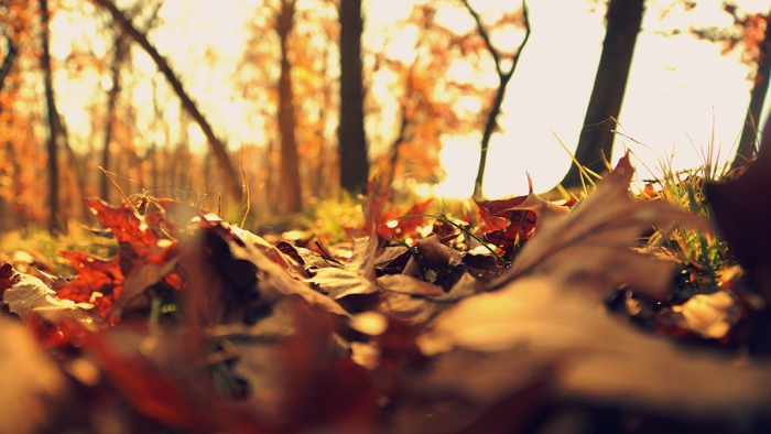 Schweiger-Hof November