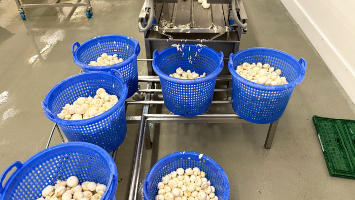 Schweiger-Hof paniert